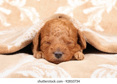 Poodle puppy (second week) sleep in blanket. Closeup portrait series