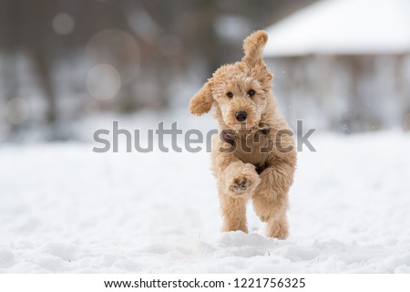 Poodle puppy in the snowy Vienna Woods, Austria - Pudel Welpe im verschneiten Wienerwald, Österreich