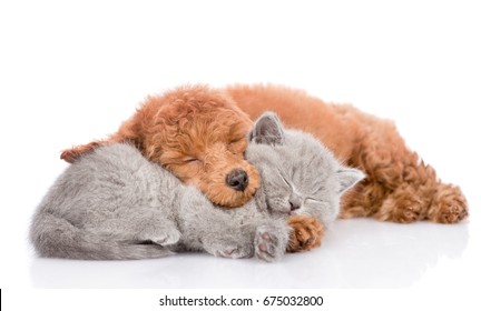 Poodle Puppy And Tiny Kitten Sleeping Together. Isolated On White Background