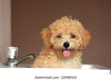 Poodle Puppy in tub