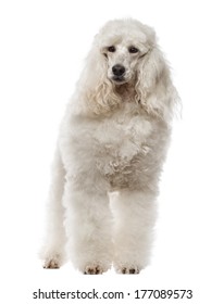 27,716 Poodle white background Images, Stock Photos & Vectors ...