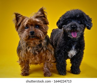 what is a poodle and yorkie mix