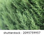 Poofy western red cedar branch, incense green tree in nature fresh air