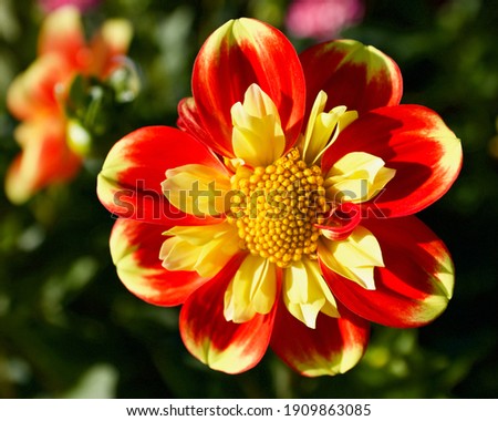 Pooh dahlia, captured at Swan Island Dahlias, in Canby, Oregon.