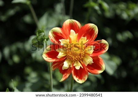 Pooh dahlia, captured at Swan Island Dahlias, in Canby, Oregon.