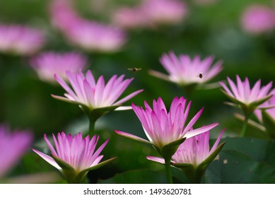 A Pool Of Blooming Lotus Flowers Attracts Bees To Collect Nectar