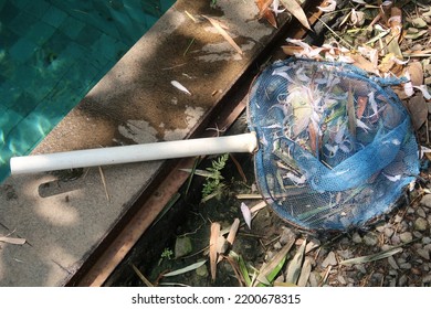 The Pool Cleaning Net To Remove Dropped Leaves.