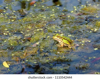 The Pool Frog (Pelophylax Lessonae) Sitting On Ceratophyllum (coontails, Hornworts) Floating On The Surface Of The Water In A Pond. Poland, Europe