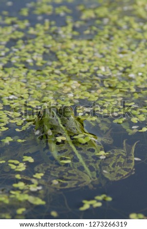 Pool frog in a pond surrounded by duckweed
