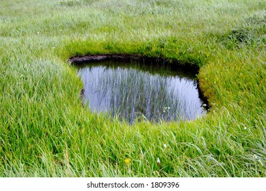 Pool in the grass