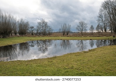 pool in a meadow with reflection of bare trees and a clody sky in Bourgoyen nature reserve, Ghent, Flanders, Belgium
