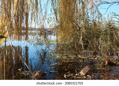 A Pool On The Lake, Willow Branches, A Bay In The Thickets, Trees And Grass