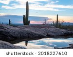 A pool of water from recent monsoon rains in the Sonoran Desert, reflects a saguaro cactus as the sun sets. A muted sunset along the Linda Vista trail in the Catalina Mountains north of Tucson, AZ.