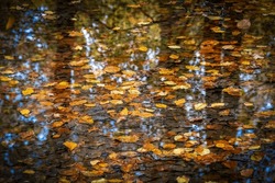 A Pool Of Water With Tree Reflections And Floating Leaves