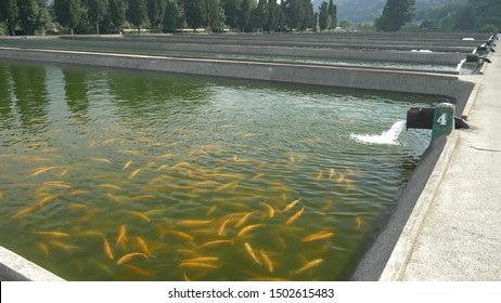 pools with fish on a trout farm, fish farm concept.