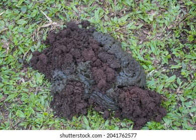 Poop of a cow on the grass