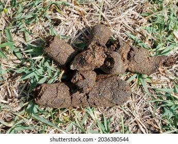 1,843 Dry poop Images, Stock Photos & Vectors | Shutterstock