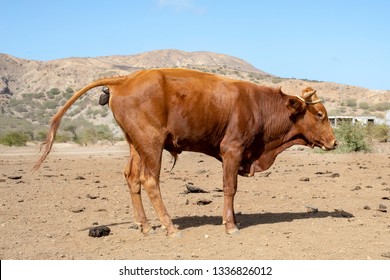 pooping-brown-bull-on-island-260nw-13368