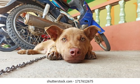 Poor Brown Puppy Chained So Sad