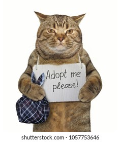 Poor Cat Sign Around His Neck Stock Photo 1057753646 | Shutterstock