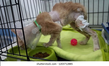 A Poor Cat With Wound On Chest And Leg From Dog Attack.A Ginger Cat Wearing Buster Collar Drinking Water In The Pet Bowl Inside The Cage At Pet Hospital.