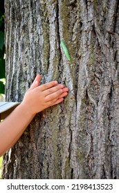 A Poor Child With Dirty Little Hands Begs A Caterpillar Larva To Fall From A Tree Trunk Into His Handful. T-shirt, Tree Bark