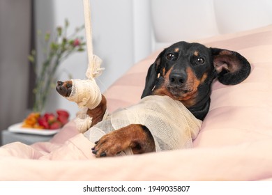 Poor dachshund dog in bandages and broken paw in plaster after injuries from accident lies in private room of rehabilitation veterinary center. Treatment of animals.