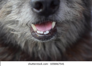 Poor Dental Health In Dog