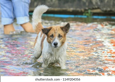 Poor Dog Flood In The City