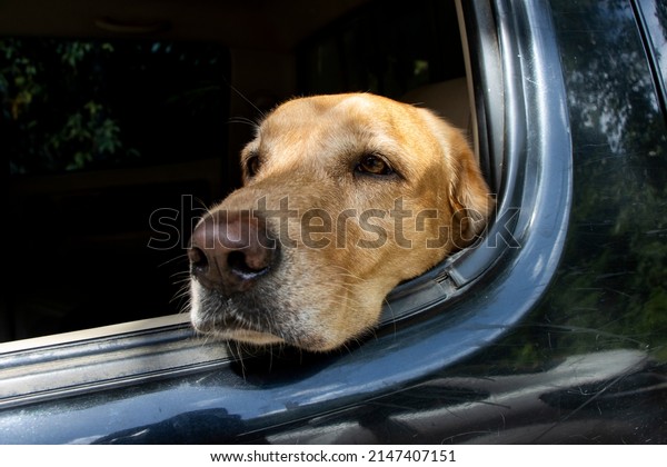 The poor dog was stuck\
in the backseat of a black car. looking out of the car window poor\
brown labrador