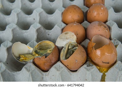 Rotten Eggs Bowl. Bad Image & Photo (Free Trial)