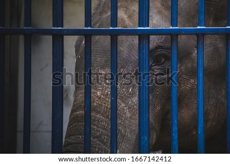 Poor Elephant behind blue bars