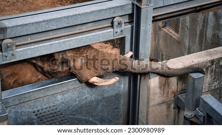A poor elephant (Loxodonta) trapped in a zoo cage