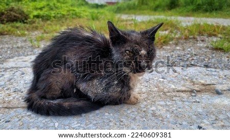 A poor feral cat has a severe sarcoptic mange infection.