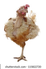 2,609 Poor chicken Images, Stock Photos & Vectors | Shutterstock