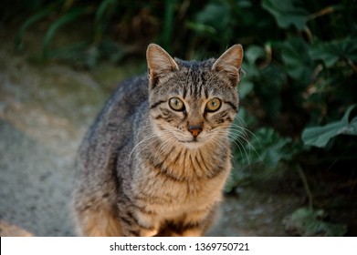 Cat Garden Cute Kitten Outdoor Stock Photo 1903114420 | Shutterstock