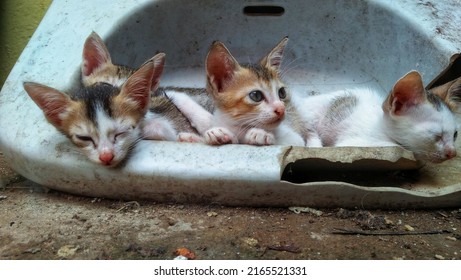 Poor homeless kittens resting on a broken piece of ceramic wash basin 