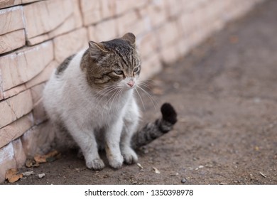 Poor Homeless Old Cat Stock Photo 1350398978 | Shutterstock