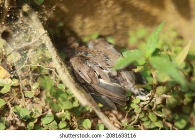 Poor Little Bird, Rest So You Can Fly Free Forever