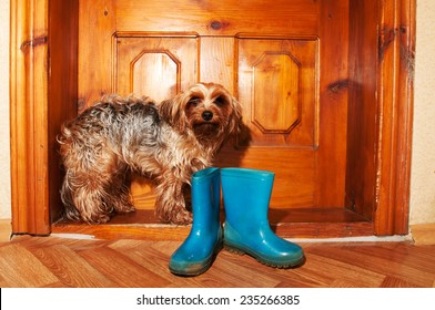 Poor Little Dog Near Door With Blue Rubber Boots, Doeand'n Want Go For A Walk In Rain