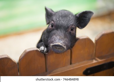 Poor Little Pig At The Petting Zoo