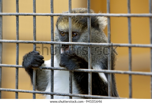 poor little sad monkey\
behind cage in zoo with begging look. Cool for illustrations about\
animal rights.