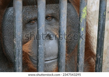 poor old orangutan alone inside the cage