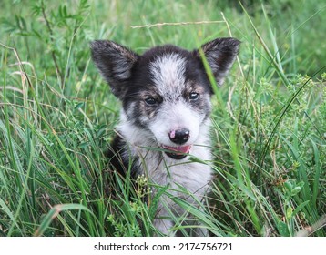 A Poor Puppy In The Grass. Abandoned Puppy.