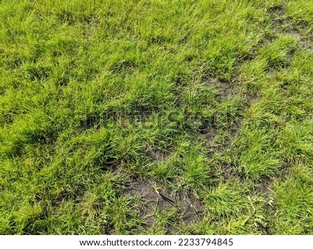 Poor quality patchy lawn in a yard