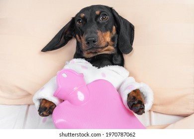 Poor Sick Dachshund Puppy In Pajamas Lying On Hospital Bed In Ward With Pink Heating Water Pad On Its Chest, Front View. Device For Relieving Aches And Soothing Cramps.