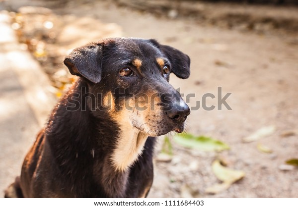 77+ Skinny Rottweiler Breed - l2sanpiero