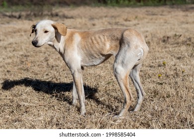 Poor And Skinny Street Dog