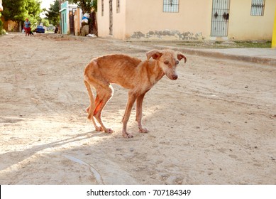 Poor And Starving Homeless Dog With 2 Different Color Eyes (brown And White Eye).  The Dog Is So Skinny You Can See The Light Through His Hind Legs. Standing In The Center Of The Dirt Road.