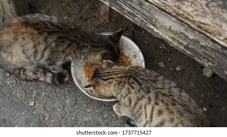 Poor Stray Cats And Kittens Eating And Sharing Food On A Street